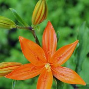 L. tsingtauense - floret